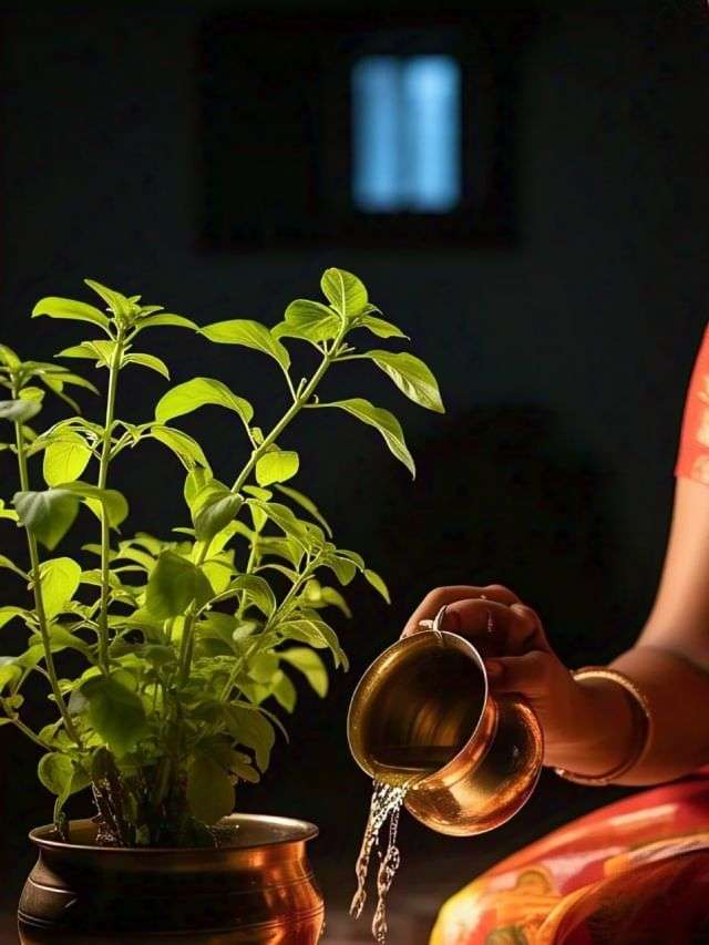 Summer Express - तुलसी पर किस दिन नहीं चढ़ाना चाहिए जल? जानिए धार्मिक मान्यता और इसका महत्व