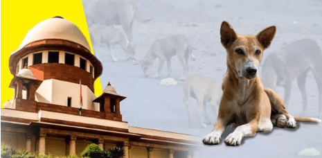 Summer Express - दिल्ली-एनसीआर में आवारा कुत्तों पर बड़ा आदेश