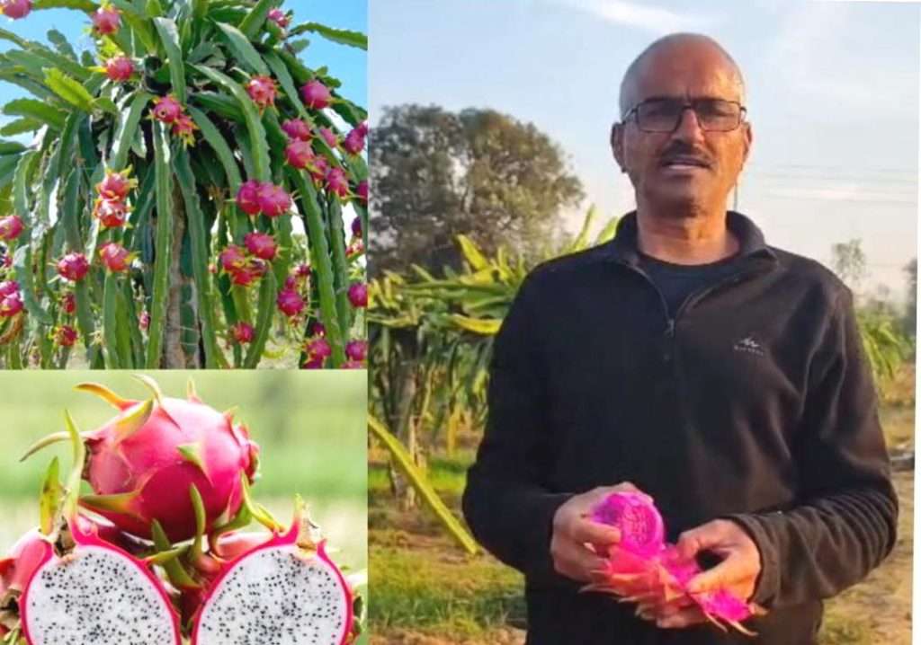 Summer Express - सेवानिवृत्ति के बाद खेती में नवाचार: जीवन सिंह राणा बने ड्रैगन फ्रूट से आत्मनिर्भरता की मिसाल