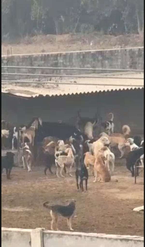 Summer Express - इंदौरा के माजरा में अमानवीय घटना: 300 कुत्तों के बीच जिंदा गाय फेंकने का आरोप..