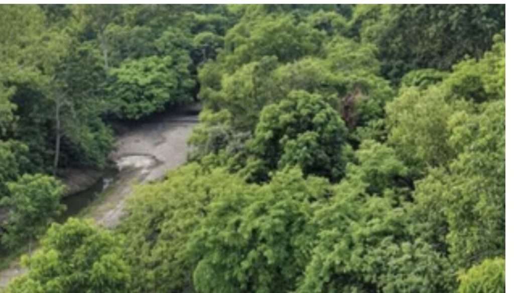 Summer Express - फतेहाबाद बना हरित मॉडल: 15 हजार पौधों से घटा तापमान, प्रदेश में विस्तार