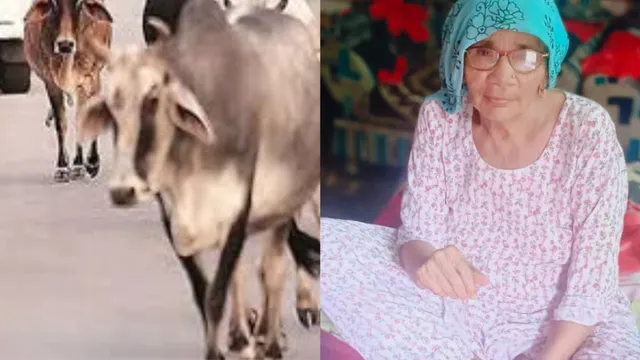 Summer Express - श्रीनगर कॉलोनी में बेसहारा पशुओं का हमला, 80 वर्षीय महिला की मौत से हड़कंप