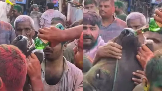 Summer Express - भैंसे को शराब पिलाने की दो साल पुरानी वीडियो वायरल, अब दर्ज हुआ केस